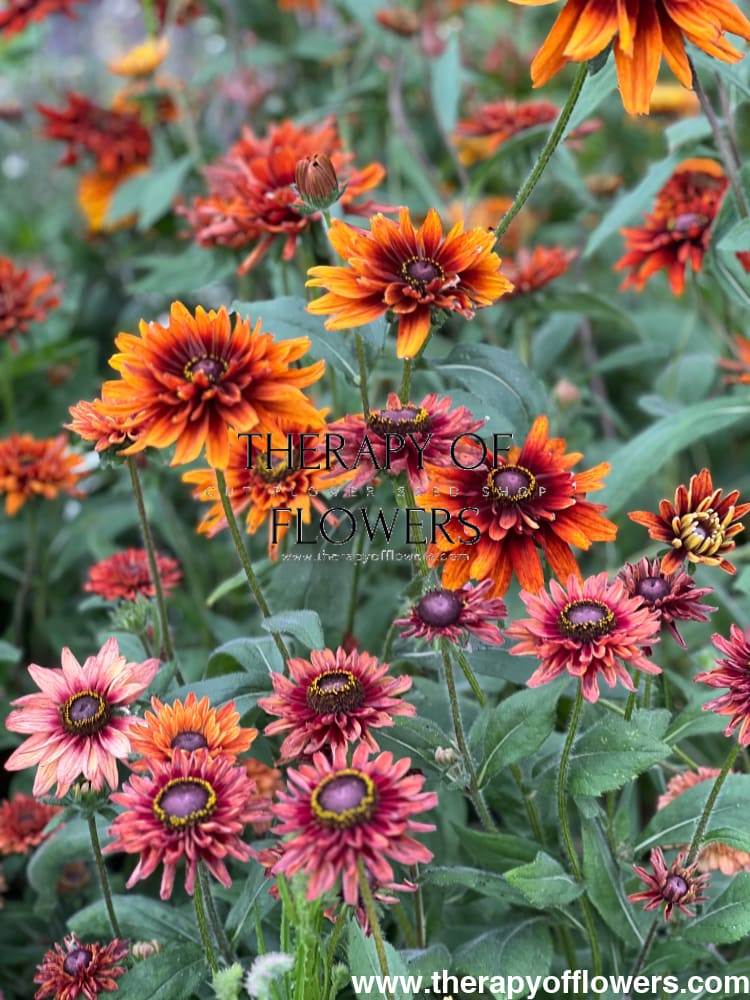 Rudbeckia hirta Cherokee Sunset therapyofflowers.com