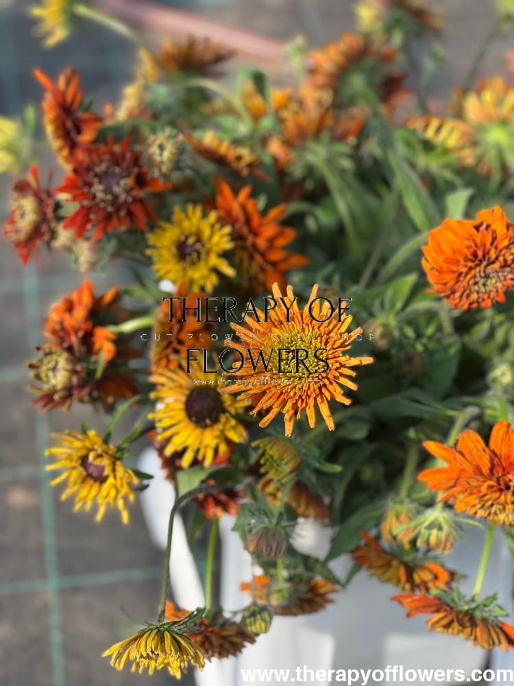 Rudbeckia hirta Cherokee Sunset therapyofflowers.com