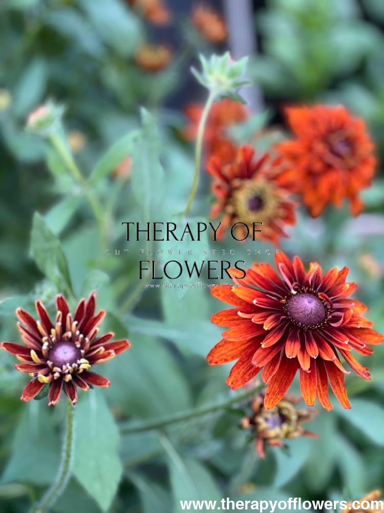 Rudbeckia hirta Cherokee Sunset therapyofflowers.com