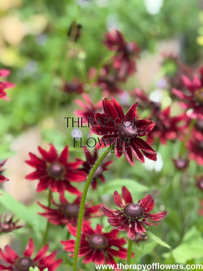 Rudbeckia hirta Cherry Brandy | Black-Eyed Susan therapyofflowers.com