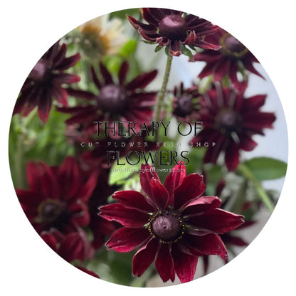 Rudbeckia hirta Cherry Brandy | Black-Eyed Susan - 20 seeds / 60 cm - Seeds