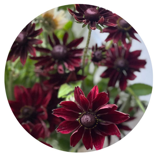 Rudbeckia hirta Cherry Brandy | Black-Eyed Susan - 20 seeds / 60 cm - Seeds