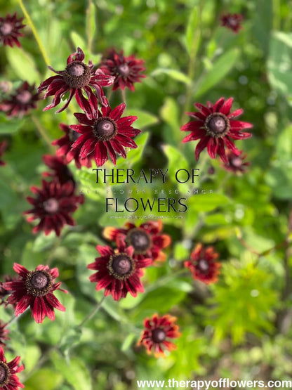 Rudbeckia hirta Cherry Brandy therapyofflowers.com