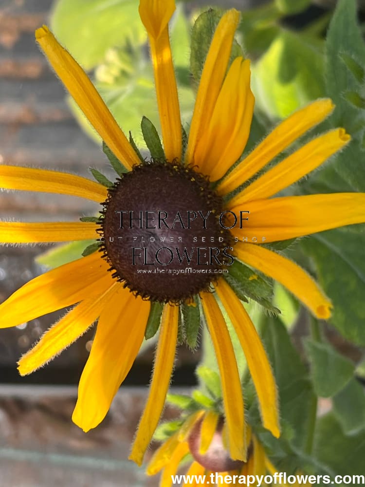 Rudbeckia hirta Chim Chiminee therapyofflowers.com