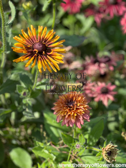Rudbeckia hirta Chim Chiminee therapyofflowers.com