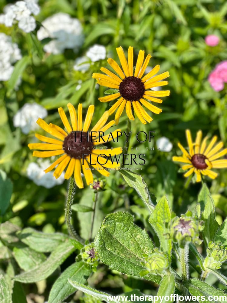Rudbeckia hirta Chim Chiminee therapyofflowers.com