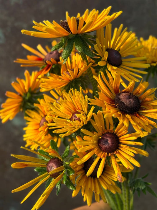 Rudbeckia hirta Chim Chiminee therapyofflowers.com