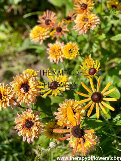 Rudbeckia hirta Chim Chiminee therapyofflowers.com