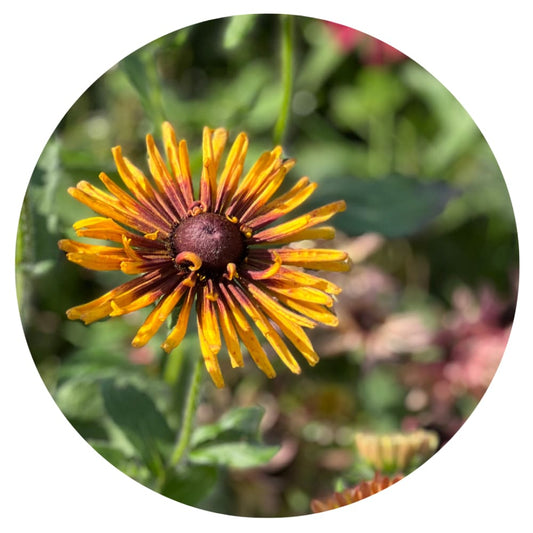 Rudbeckia hirta Chim Chiminee therapyofflowers.com