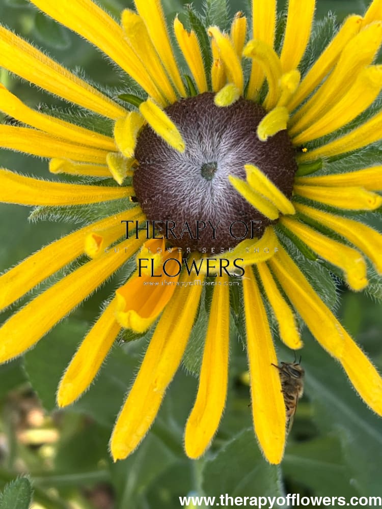 Rudbeckia hirta Chim Chiminee therapyofflowers.com