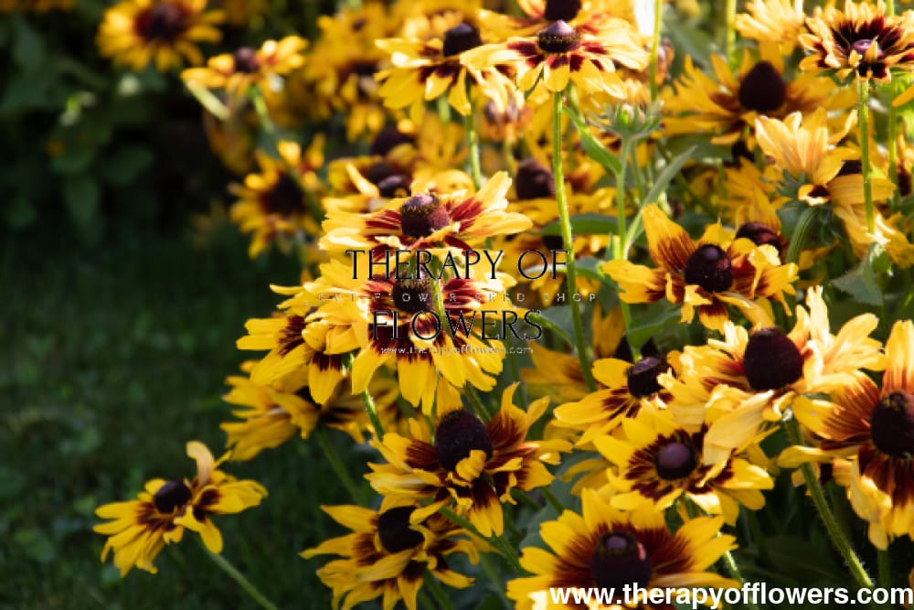 Rudbeckia hirta Denver Daisy therapyofflowers.com