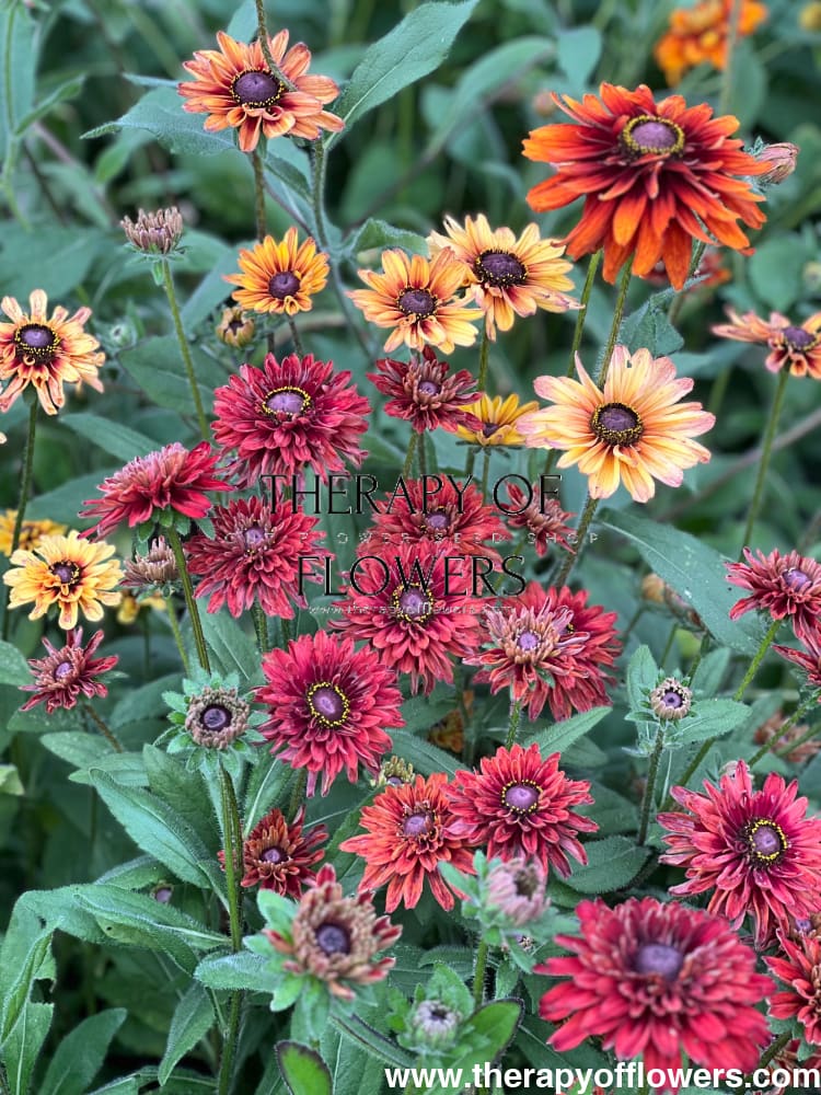 Rudbeckia hirta Sahara therapyofflowers.com