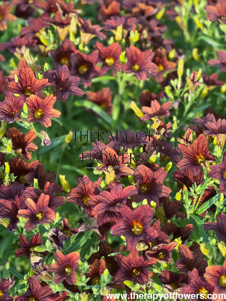 Salpiglossis sinuata Café au Lait therapyofflowers.com