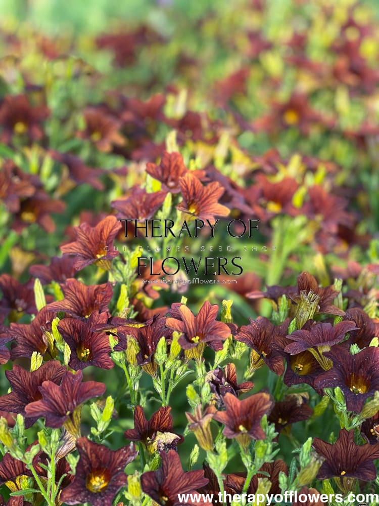 Salpiglossis sinuata (Painted Tongue) with vibrant, veined trumpet-shaped blooms in rich colors, adding an exotic touch to garden landscapes.
