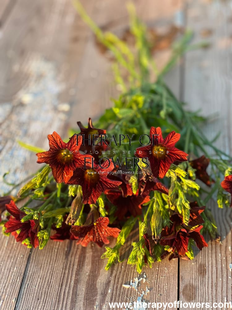 Salpiglossis sinuata Café au Lait therapyofflowers.com