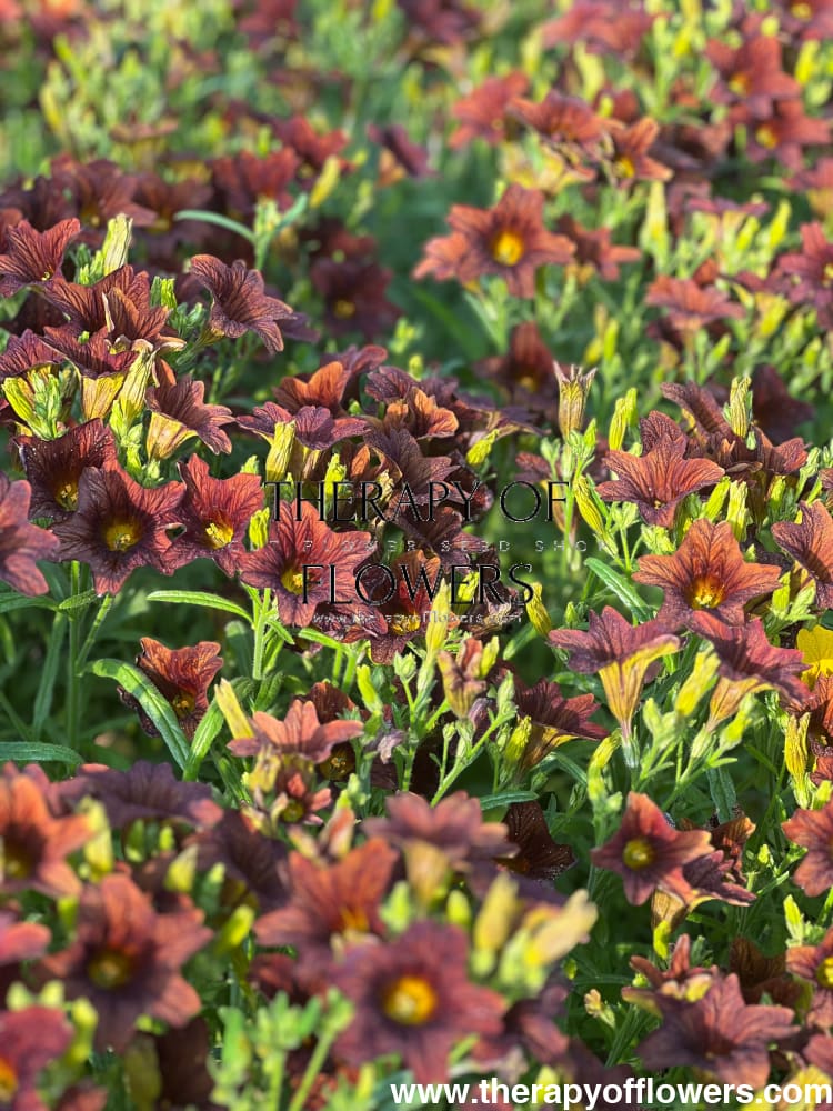 Salpiglossis sinuata Café au Lait therapyofflowers.com