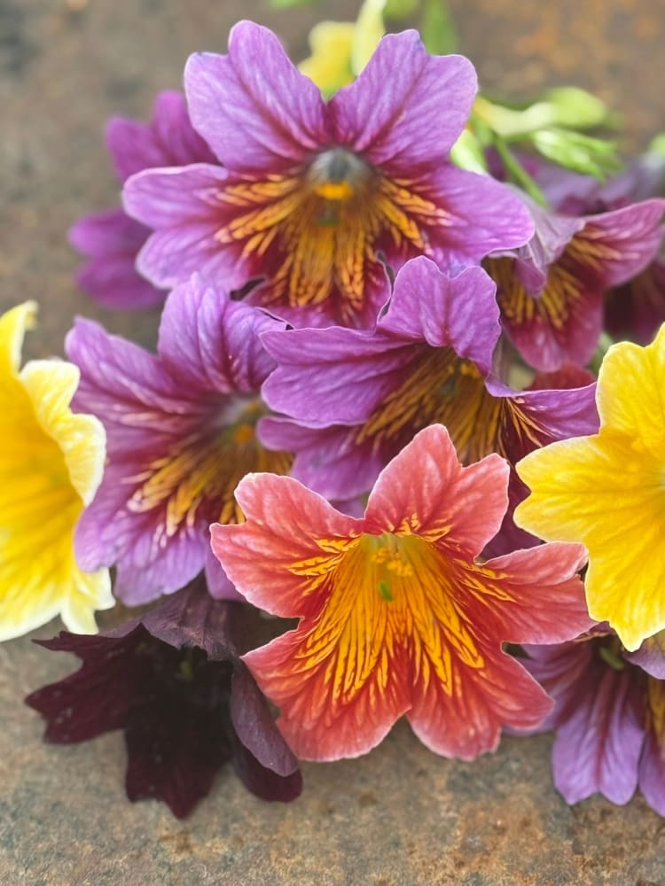 Salpiglossis sinuata Royale Mix | Pelleted therapyofflowers.com