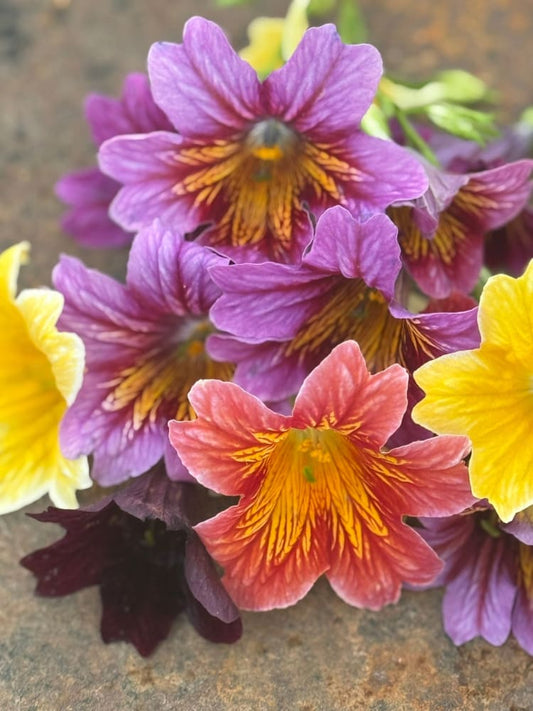 Salpiglossis sinuata Royale Mix | Pelleted therapyofflowers.com