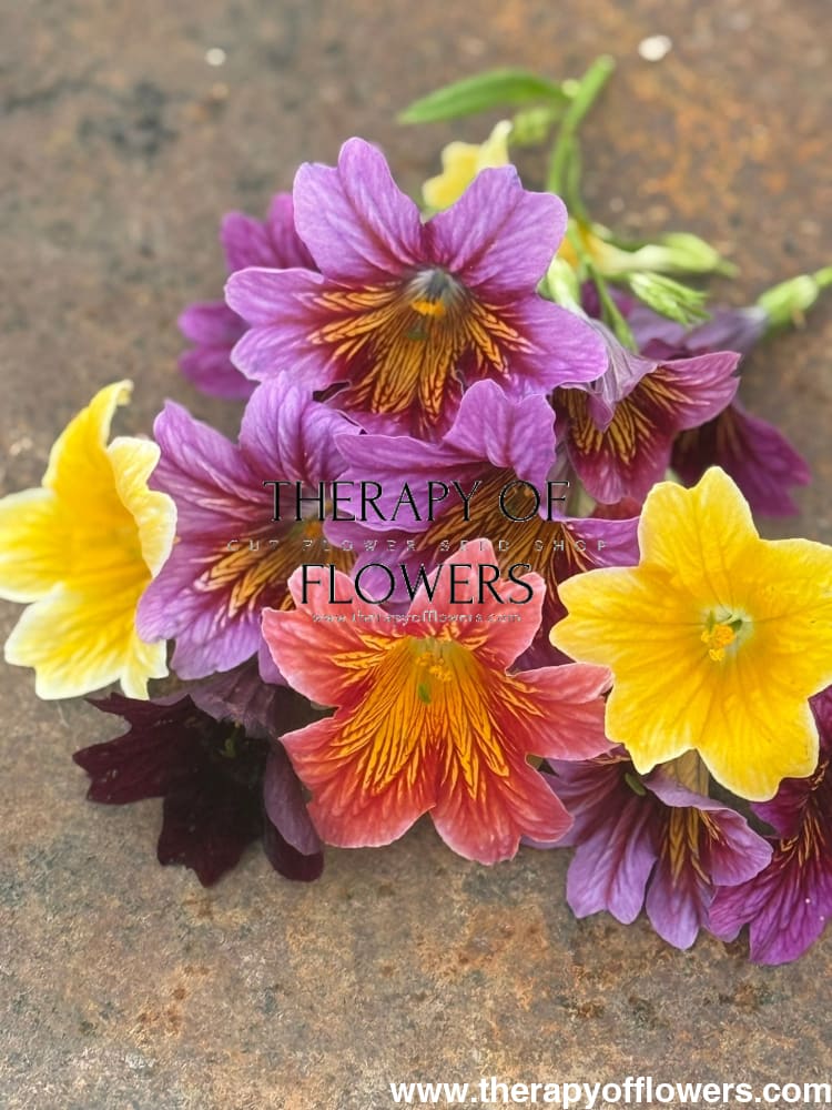 Salpiglossis sinuata Royale Mix | Pelleted therapyofflowers.com