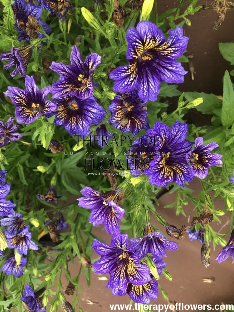 Salpiglossis sinuata Tora Blue F1 | Painted Tongue | Pelleted therapyofflowers.com