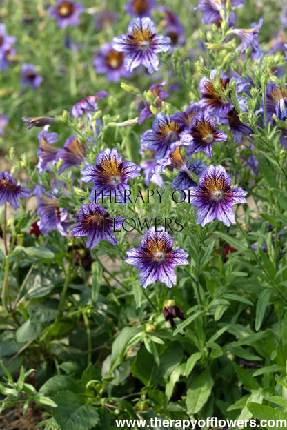 Salpiglossis sinuata Tora Blue F1 | Painted Tongue | Pelleted therapyofflowers.com