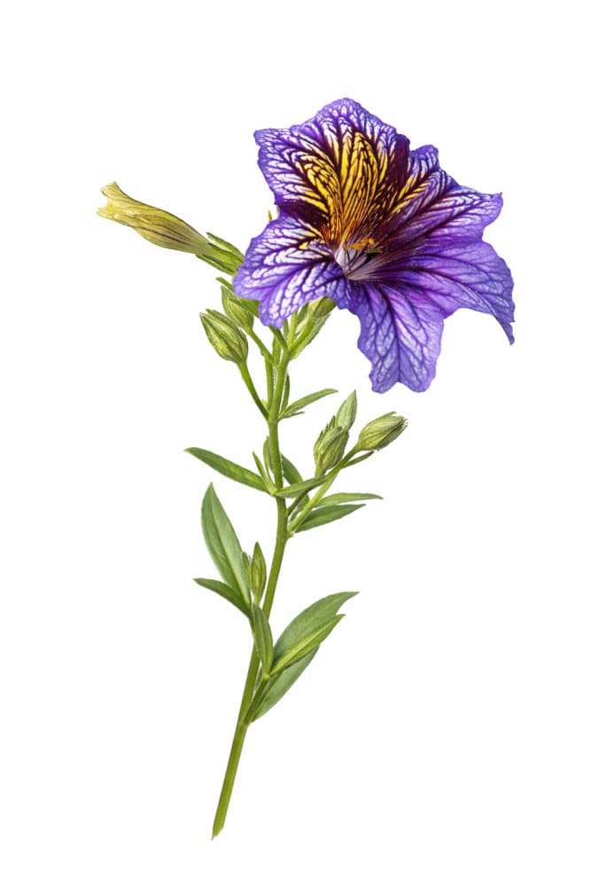 Salpiglossis sinuata Tora Blue F1 | Painted Tongue | Pelleted therapyofflowers.com