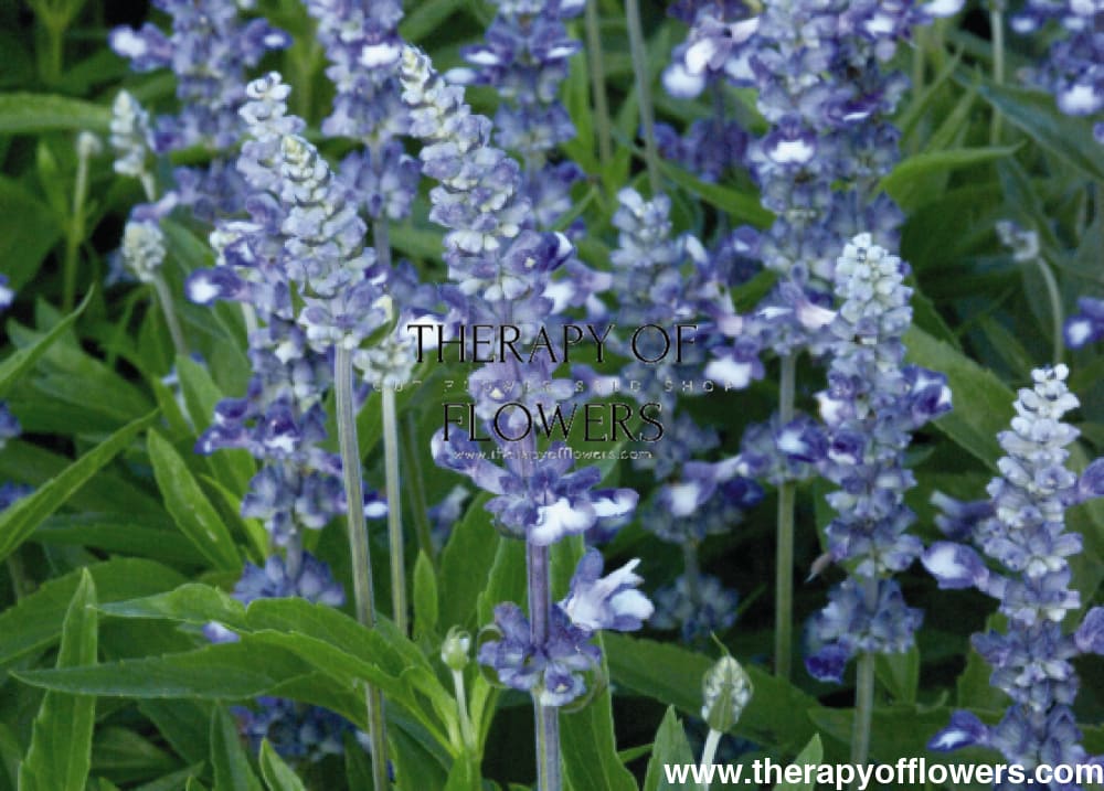 Salvia farinacea Fairy Queen | Mealy Sage therapyofflowers.com