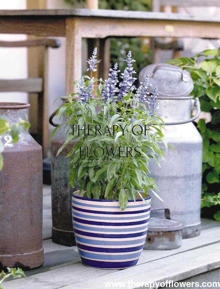 Salvia farinacea Fairy Queen | Mealy Sage therapyofflowers.com