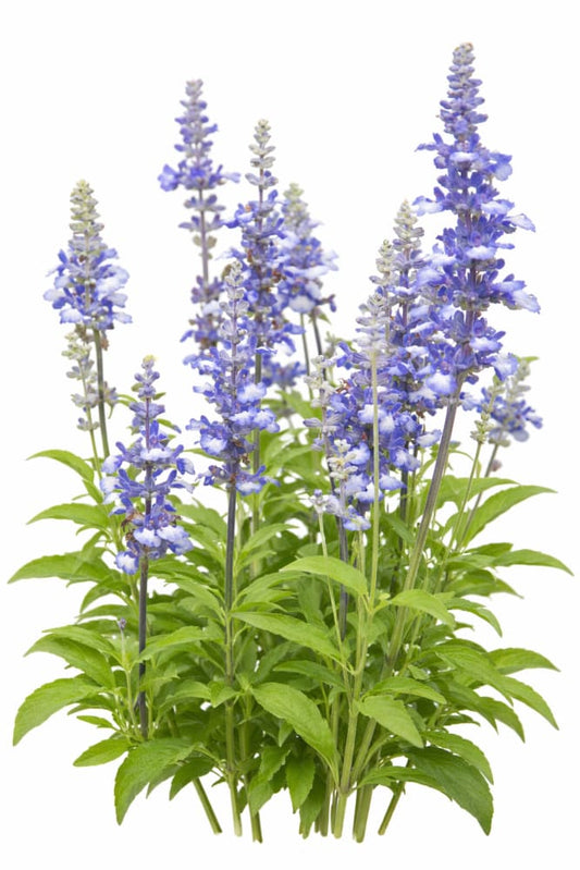 Salvia farinacea Fairy Queen | Mealy Sage - 20 seeds / Sapphire blue - Seeds