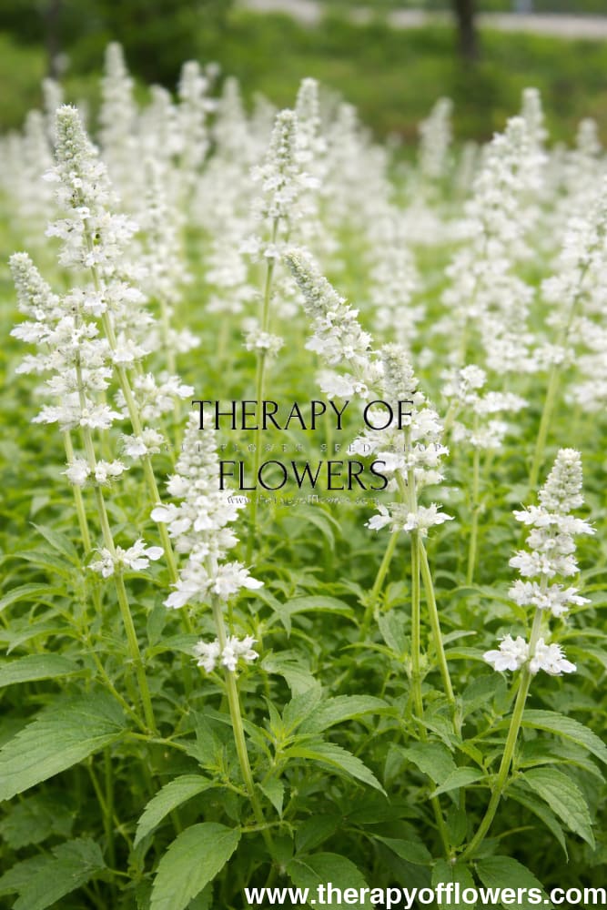 Salvia farinacea Victoria White | Mealy Sage therapyofflowers.com