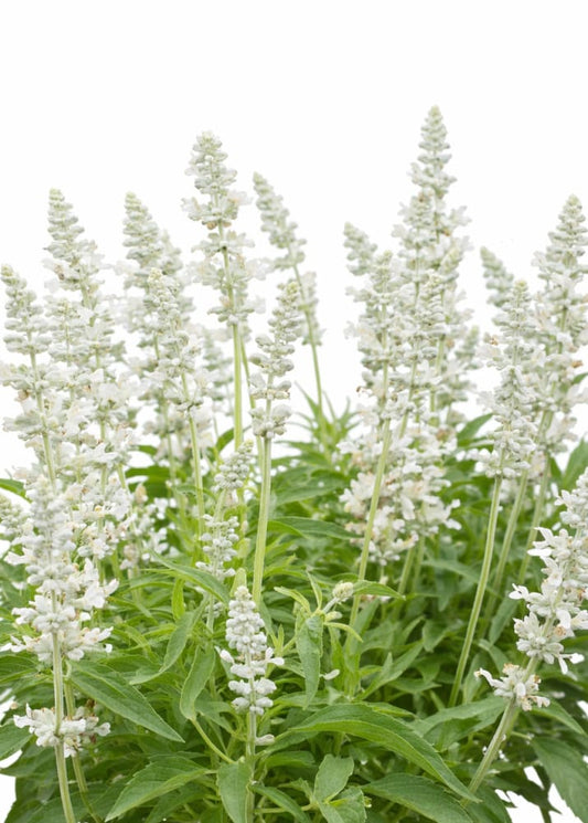 Salvia farinacea Victoria White | Mealy Sage therapyofflowers.com