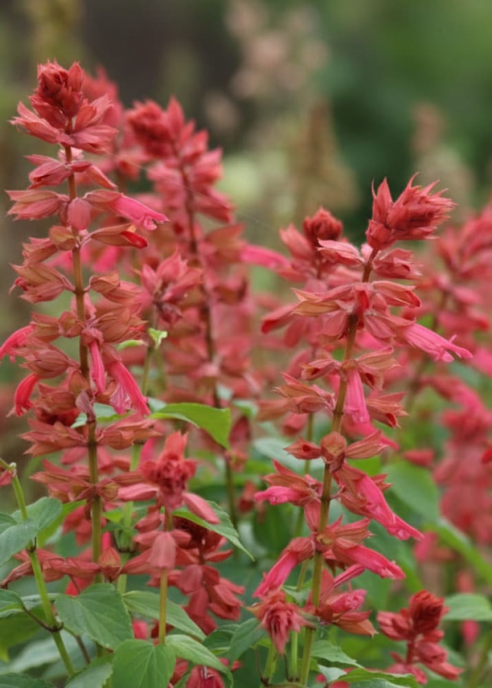 Salvia splendens Estella Coral | Sage therapyofflowers.com
