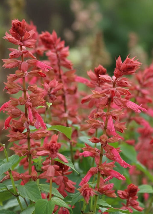 Salvia splendens Estella Coral | Sage therapyofflowers.com