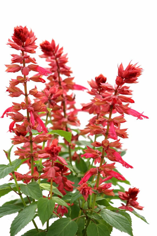 Salvia splendens Estella Coral | Scarlet sage - 20 seeds / 60 cm / Coral-rose - Seeds