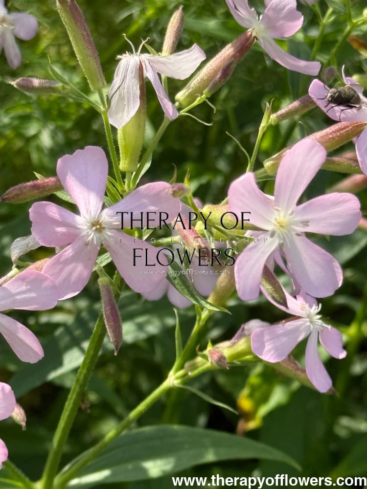 Saponaria officinalis Graciella Pink | Soapwort therapyofflowers.com