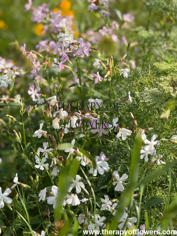 Saponaria officinalis Graciella Pink | Soapwort therapyofflowers.com
