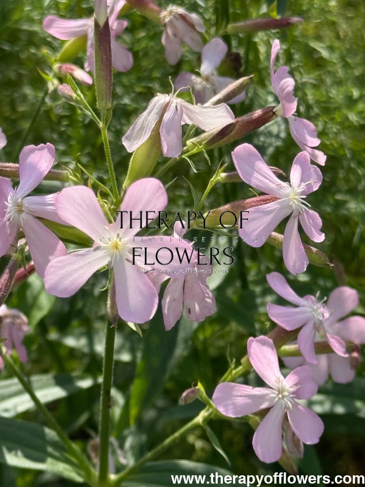 Saponaria officinalis Graciella Pink | Soapwort therapyofflowers.com