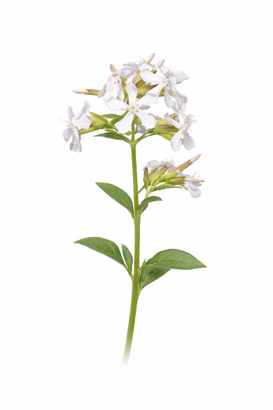 Saponaria officinalis Graciella White | Soapwort therapyofflowers.com