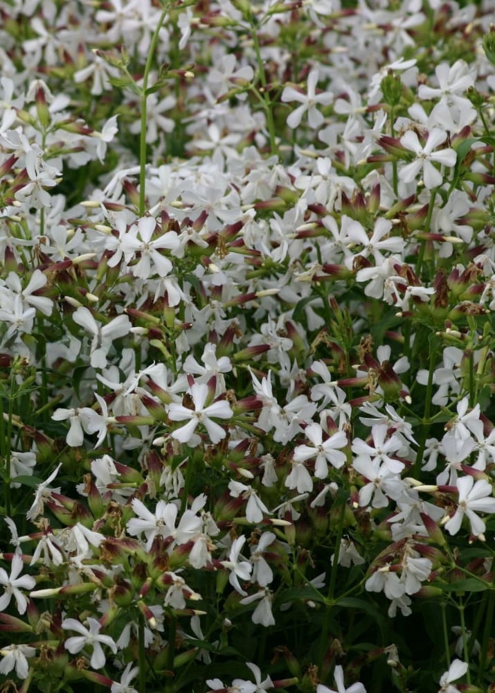 Saponaria officinalis Graciella White | Soapwort therapyofflowers.com