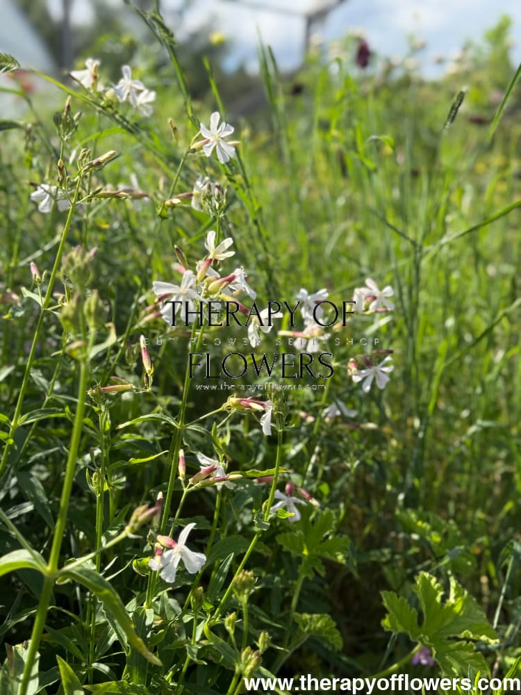 Saponaria officinalis Graciella White | Soapwort therapyofflowers.com