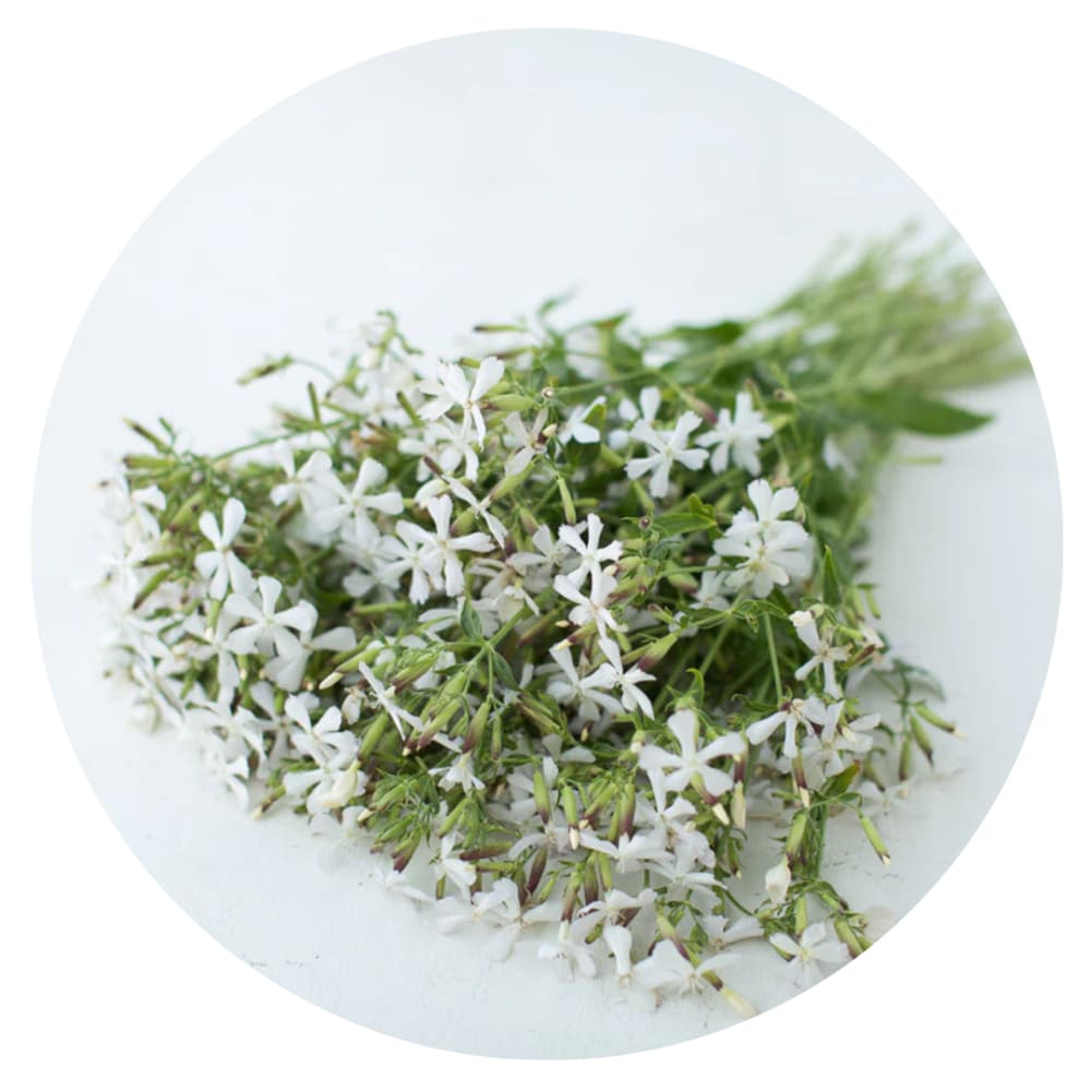 Saponaria officinalis Graciella White | Soapwort therapyofflowers.com