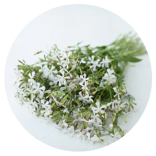 Saponaria officinalis Graciella White | Soapwort therapyofflowers.com