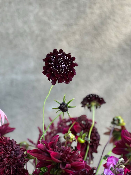 Scabiosa atropurpurea Black Knight therapyofflowers.com