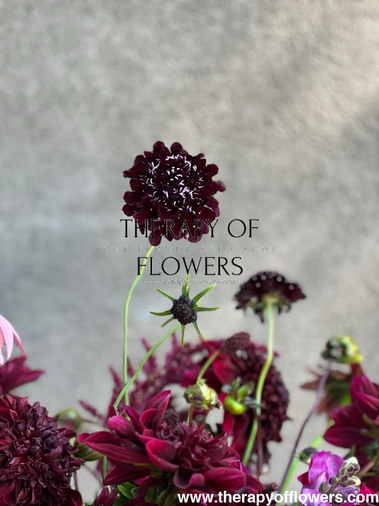 Scabiosa atropurpurea Black Knight therapyofflowers.com