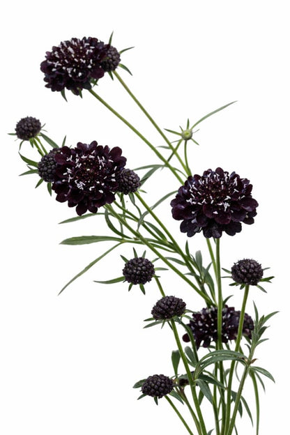 Scabiosa atropurpurea Black Knight | Pincushion Flower - 20 seeds / 90 cm - Seeds