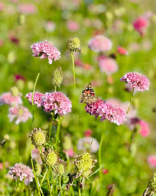 Scabiosa atropurpurea QIS® Salmon Pink | Sweet Scabious therapyofflowers.com