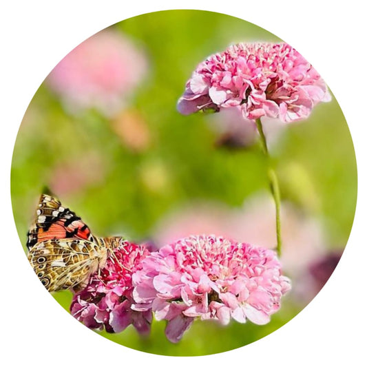 Scabiosa atropurpurea QIS® Salmon Pink | Sweet Scabious therapyofflowers.com