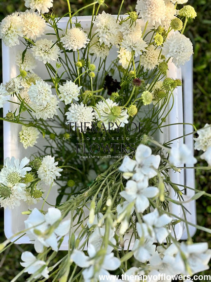 Scabiosa atropurpurea  QIS White | Sweet Scabious therapyofflowers.com