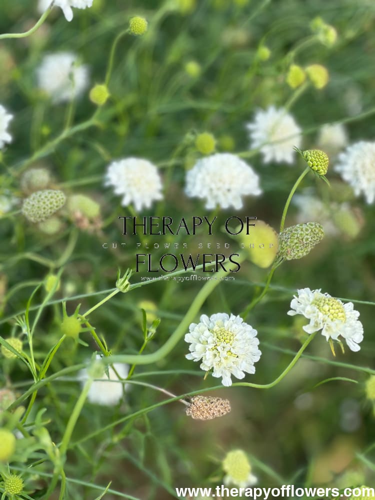 Scabiosa atropurpurea White therapyofflowers.com