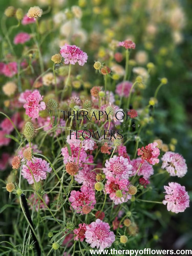 Scabiosa atropurpurea Salmon Queen therapyofflowers.com